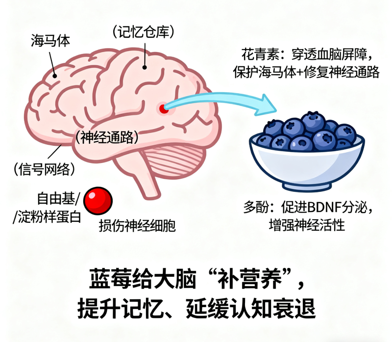 蓝莓是记忆力的 “提升剂” 与认知衰退的 “防护盾”-健蓝膳吾