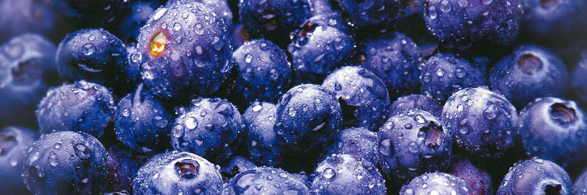 健蓝膳吾 - 蓝莓营养科研速报