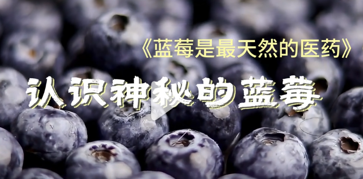 视频课程：1.认识神秘的蓝莓-健蓝膳吾