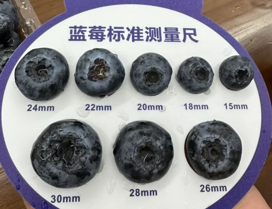 科普中国:不建议买超大蓝莓-健蓝膳吾